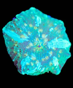 Wysiwyg Green Lightning Mushroom Frag [F96] *Free Shipping ! Minimum $249 livestock spend*