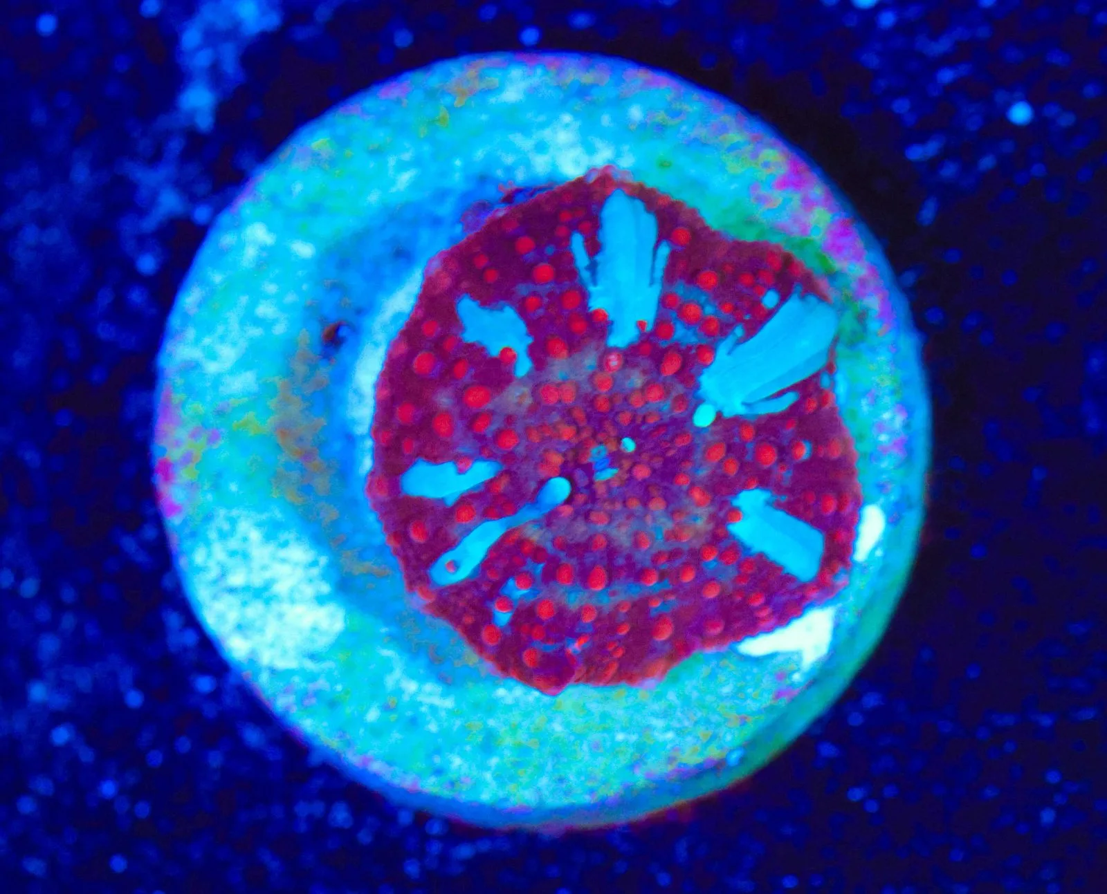 F97