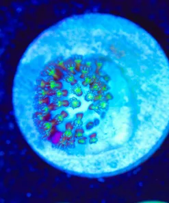 Wysiwyg MICRO sized mystery leather coral frag [F98]