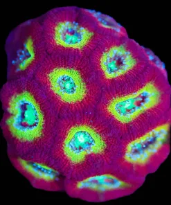 Wysiwyg Micromussa [F99]