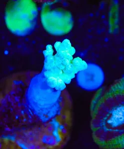 Wysiwyg Mystyer Leather Coral Frag [F99]
