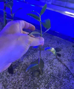 Small Mangrove *Max 1 Per Order*