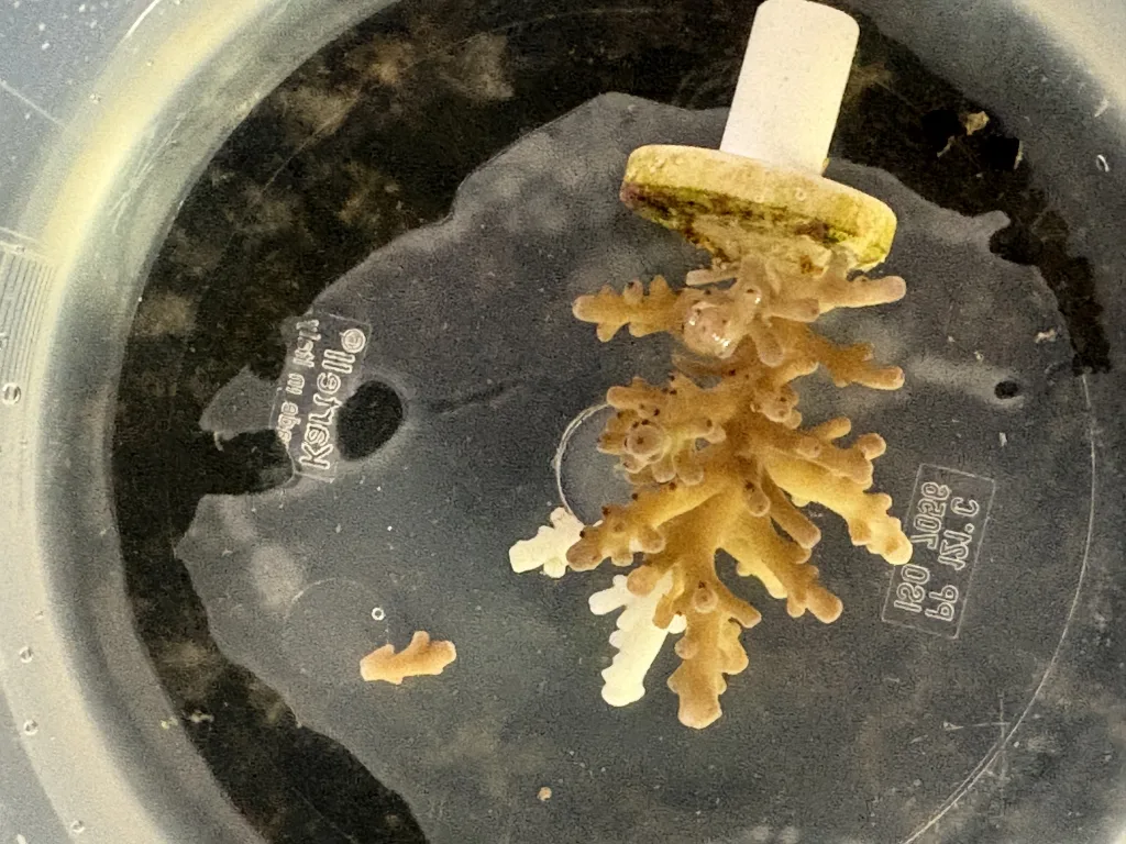Frag Box Corals