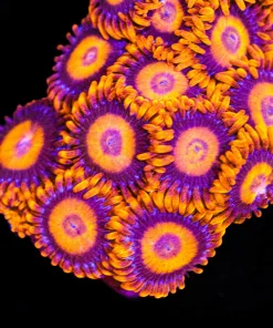 Orange Oxide Zoanthid Frag (Row #13:B)