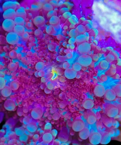 Purple / Blue Ricordea Yuma Mushroomk | Small / Medium Sized Frag (Row #15:B)