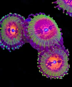 Bow Tie Blaster Zoanthid Frag | 2-3 Heads Frag (Row #17)