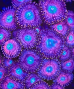 Cotton Candy Zoanthid Frag (Row #18)