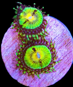 JF Butt Muncher Zoanthid Frag | 1-2 Heads / Frag (Row #18:B)