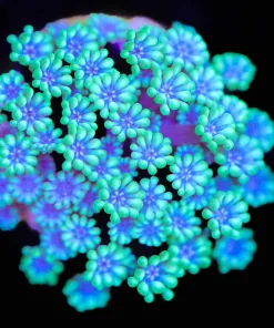 Encrusting Gonipora Frag (Row #19)