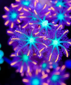 Rainbow Clove Polyp | Super Fast Growing | Super Easy To Keep (Row #20)