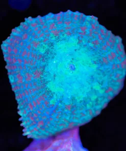 Blue Rhodactis Mushroom Frag |Small / Medium (Row #26:B)