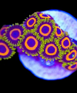 Dragon Loop Zoas (Row #31)