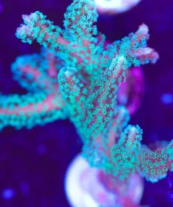 Large Green Paradise Birdsnest Frag | The Easiest Of All SPS Corals | Extremely Fast Growing (Row #32:B)