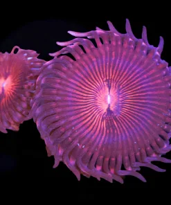 The Underwater Gardners Champagne Supernova |1-2 Heads / Frag (Row #4)