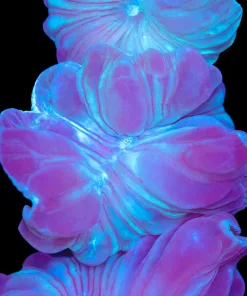 Blue Fox Coral (Row #42)