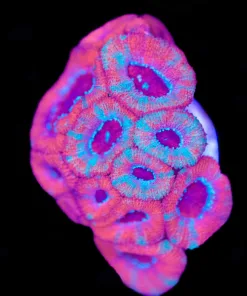 Lava Micromussa Frag (Row #47:B)