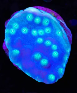 Pagoda Cup Coral Frag (Row #49)