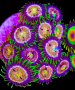 Razzle Dazzle Zoanthid Frag (Row #4:B)