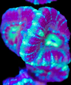 Beetle Juiece Acan Frag (Row #52:B)