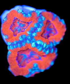 Superman Acan Frag (Row #54:B)