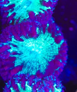 Vortex Blastomussa Frag (Row #62)