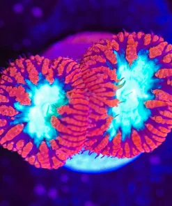 Candy Apple Blastomussa Frag (Row #63)
