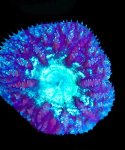Blue Ring Blastomussa Frag (Row #64:B)
