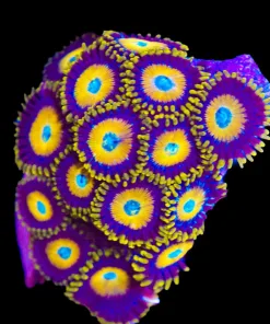 Scrambled Eggs Zoanthid Frag | Many Heads (Row #6:B)