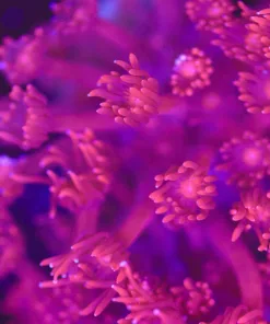 Ruby Red Flowerpot Frag (Row #70)