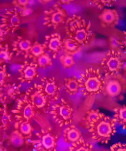 Blue Mouth Devil Flowerpot Frag (Row #71)
