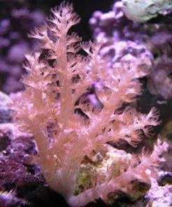 Purple Kenya Tree Coral Frag (Row #76)