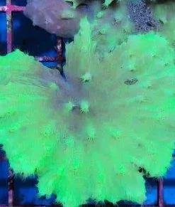 Green Cabbage Coral Large Frag (Row #79)