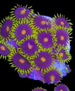 Gorilla Nipple Zoanthid Frag (Row #7:B)