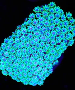 Daisy Queen | Bernardopora | Encrusting Flowerpot Frag (Row #82)