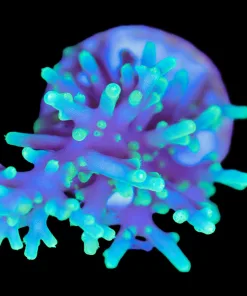Pacman Acropora Frag (Row #83:B)