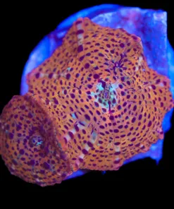 Tiger King Mushroom Frag (Row #88:B)