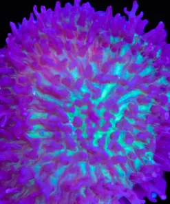 Fuzzy Mushroom Frag (Row #92:B)