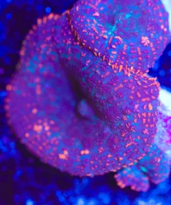 Rhodactis Mushroom Frag (Row #95)