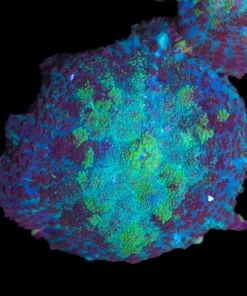 Blue Lagoon Mushroom Frag (Row #98:B)