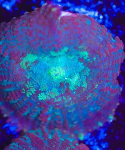 Rhodactis Mushroom Frag (Row #99:B)