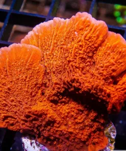 X-Large Red Monticap Frag