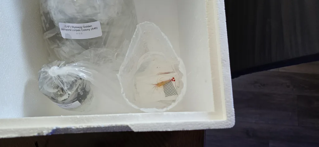 Frag Box Corals