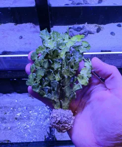 Halimeda Large Portion