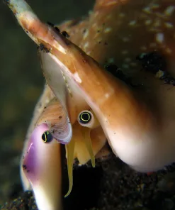 Bubble Conch (MV3)