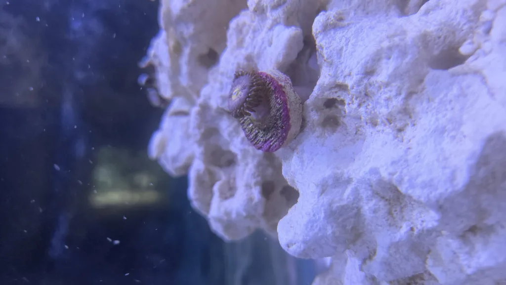 Frag Box Corals