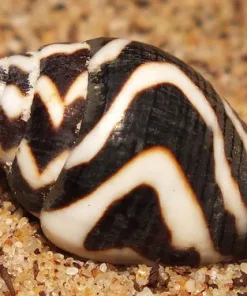 Lightning Fove Snail (R4-B1)