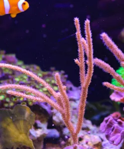Wysiwyg PhotoSynethic Gorgonian #1