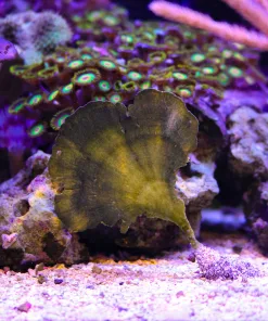 WYsiwyg Mermaids Fan Macro Algae