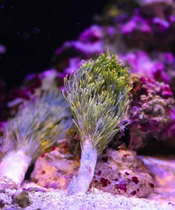WYsiwyg Barbers Brush Macro Algae