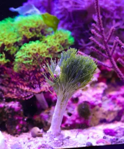 Wysiwyg Barbers Brush Macro Algae
